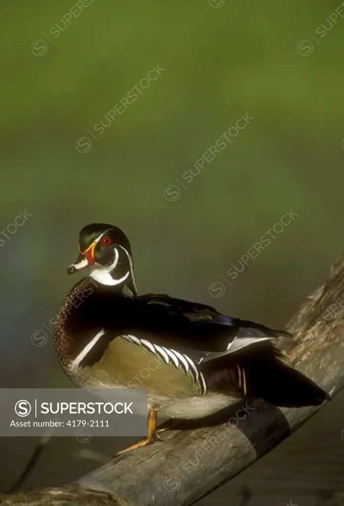 Wood Duck male in wetland (Aix sponsa) Illinois