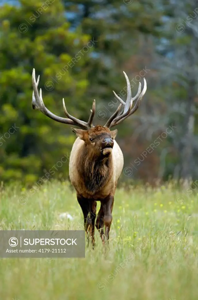 Rocky Mountain Elk (Cervus elaphus)  Jasper N.P. Alberta Canada