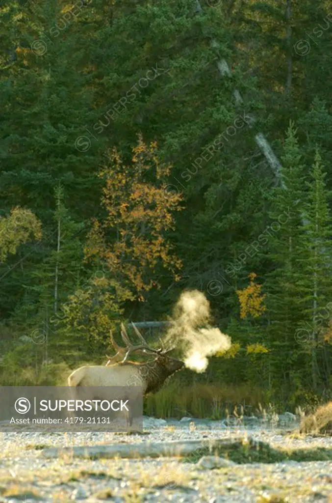 Rocky Mountain Elk (Cervus elaphus)  Jasper N.P. Alberta Canada Shows Breath