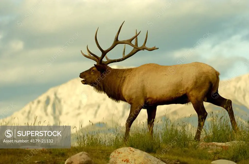 Rocky Mountain Elk (Cervus elaphus)  Jasper N.P. Alberta Canada