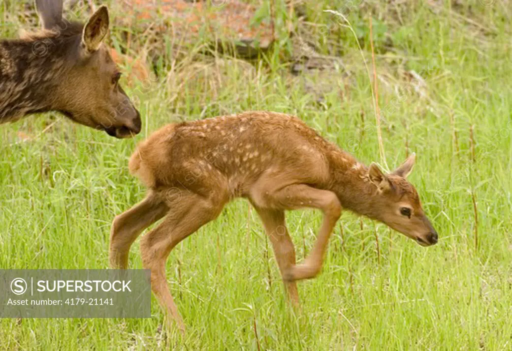 Rocky Mountain Elk (Cervus elaphus)  Mother with calf that is less than one day old,  Yellowstone N.P. Wyoming