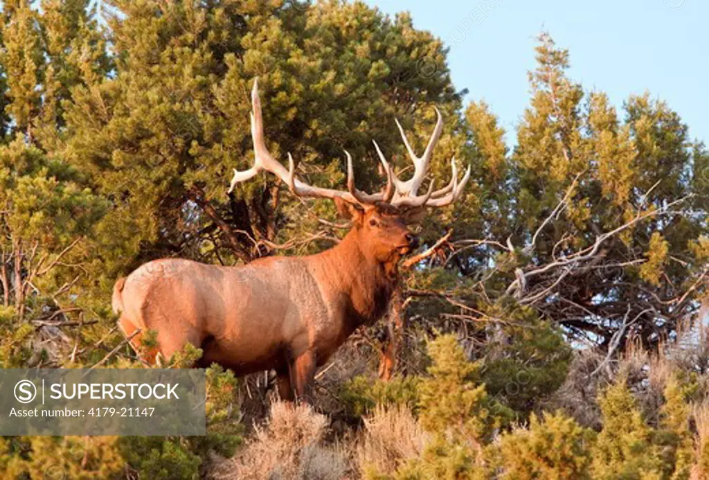 Elk (Cervus elaphus) very large Bull in Cedars, Utah Darren Bennett Photo