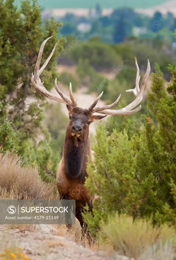 Elk (Cervus elaphus) very large Bull in Cedars, Utah Darren Bennett Photo