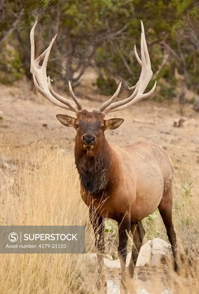 Elk (Cervus elaphus) large Bull, Utah, Darren Bennett Photo