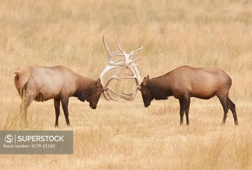 Elk (Cervus elaphus) Bulls sparring during the Rut, Utah, Darren Bennett Photo