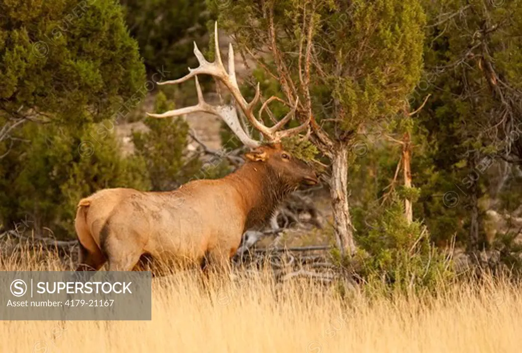 Elk (Cervus elaphus) very large Bull rubbing against Cedar, Utah Darren Bennett Photo