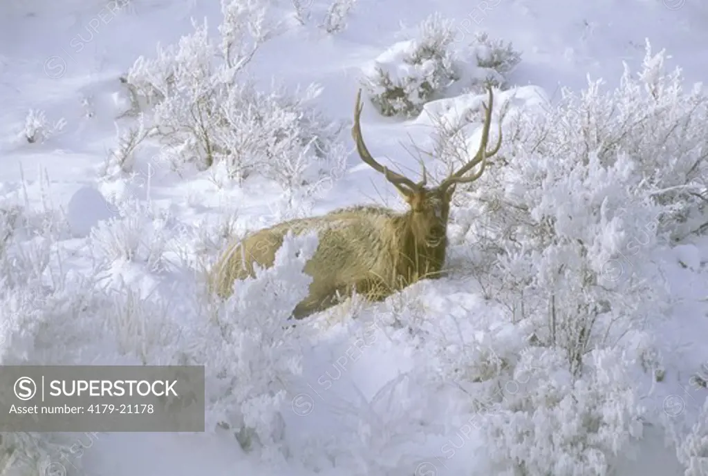 Elk Bull in Winter (Cervus elaphus) Yellowstone NP, WY        Velvia