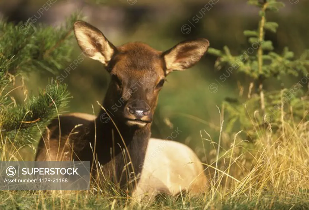Young Elk laying in Grass (Cervus elaphus nelsoni), Jasper, Alberta, Canada