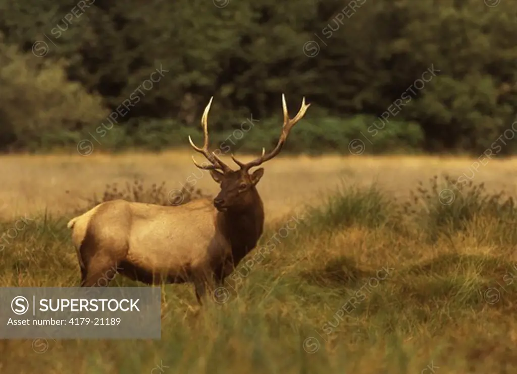 Bull Elk (Cervus elaphus roosevelti), Redwoods St. & N.P., California