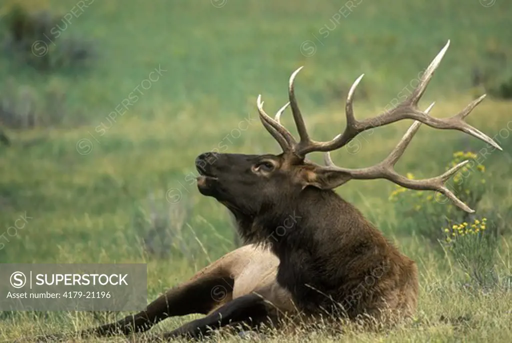 Bugling Bull Elk (Cervus elaphus) Yellowstone NP, WY