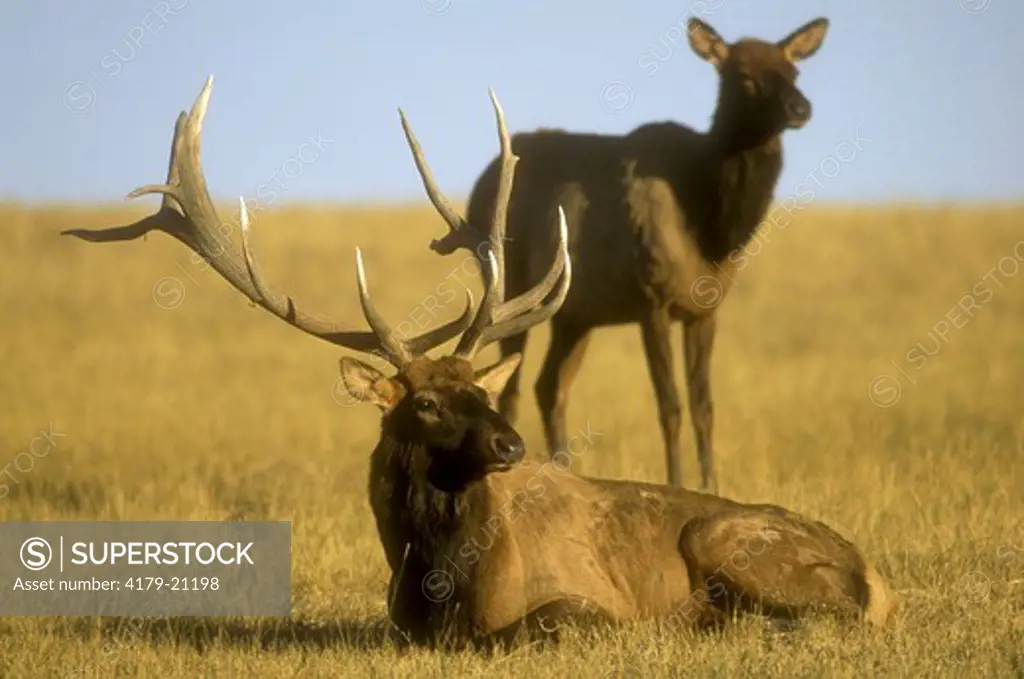Bull Elk & Cow (Cervus elaphus), early October, Theodore Roosevelt N.P., ND North Dakota