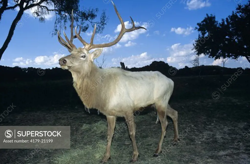 White Elk (Cervus elaphus nelsoni) Texas