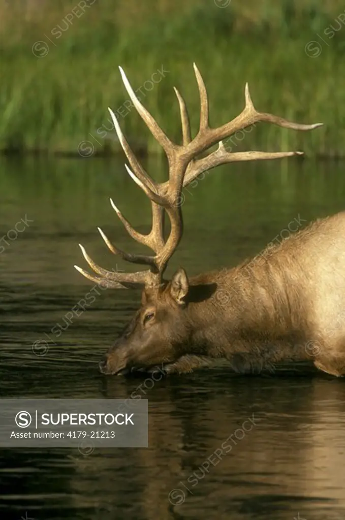 Elk (Cervus elaphus) Bull drinking in River, Yellowstone NP, Wyoming