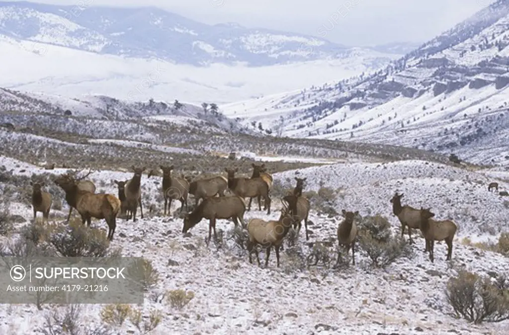 Elk (Cervus elaphus) Herd in Snow, Yellowstone NP, Wyoming