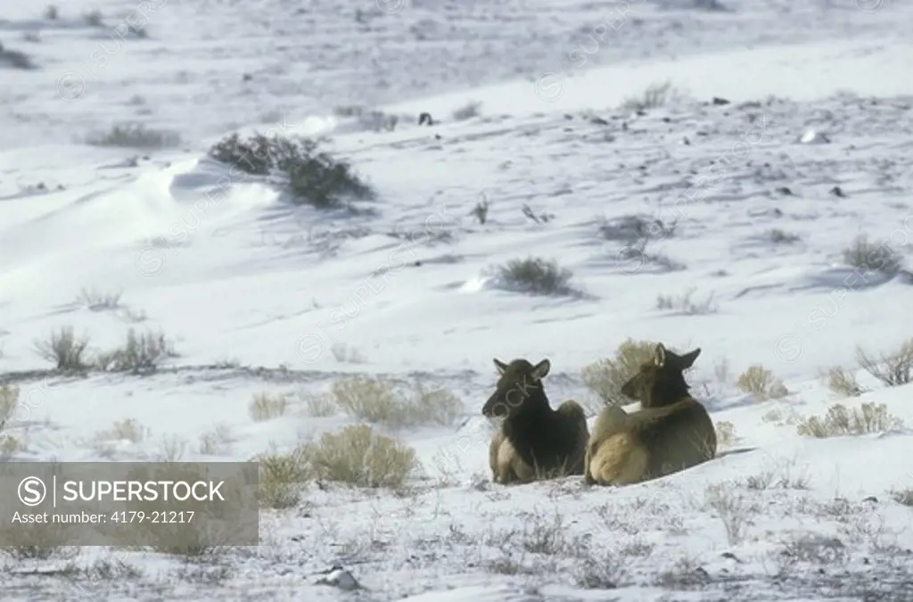 Elk (Cervus elaphus) 2 Cows bedded down in Snow, Yellowstone NP, Wyoming