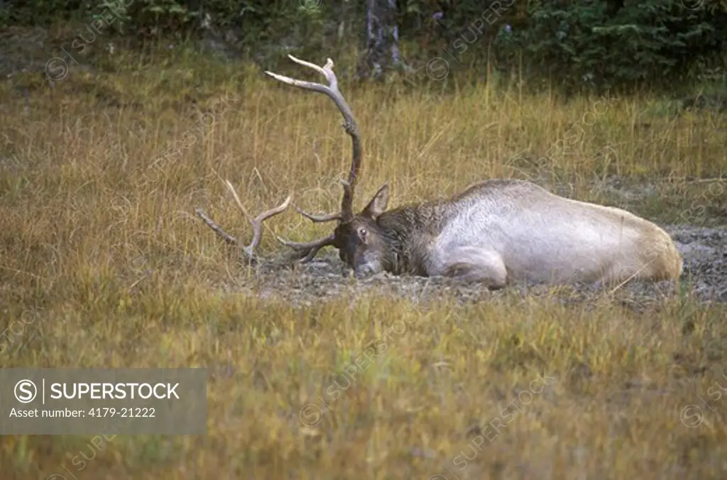 Elk (Cervus elaphus) Bull wallowing in Mud Hole, Ear Tag, Jasper NP, Alberta, Canada