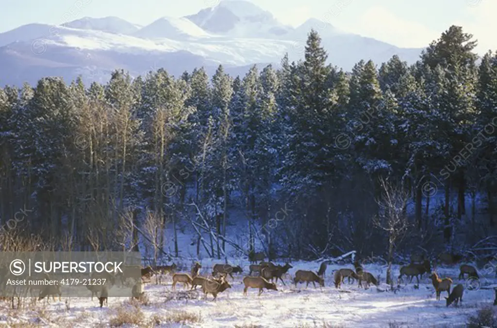 Elk (Cervus elaphus) mixed Herd in Snow, Rocky Mountain NP, Colorado