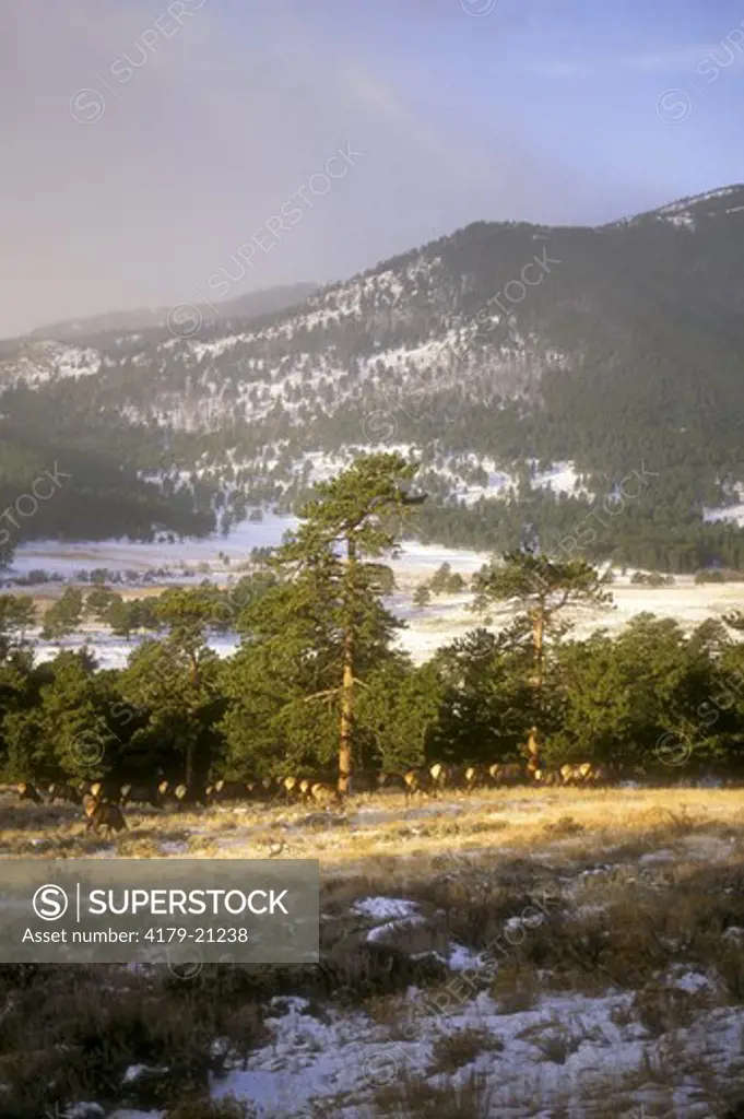 Elk (Cervus elaphus) mixed Herd feeding in Snow, Rocky Mountain NP, Colorado