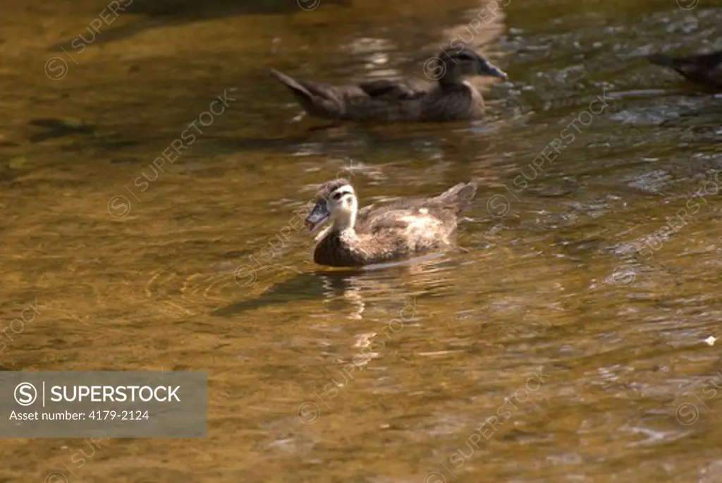 Wood Duck (Aix sponsa)   Chick   Swan Lake-Iris Gardens   Sumter,SC   2007   Digital capture