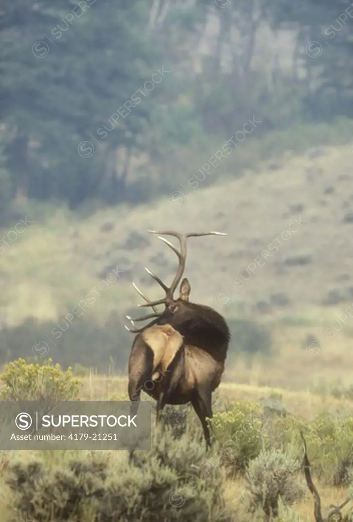 Elk (Cervus elaphus) Bull in Rut grooming, Smoke Haze, Montana