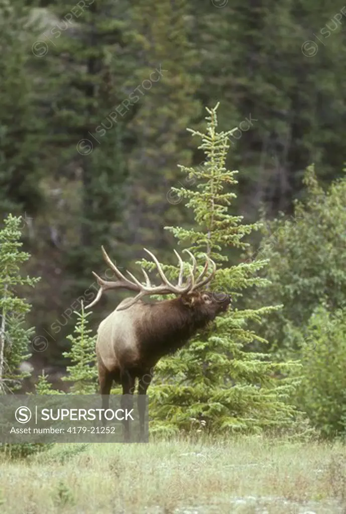 Elk (Cervus elaphus) Bull during Rut bugling, Alberta, Canada
