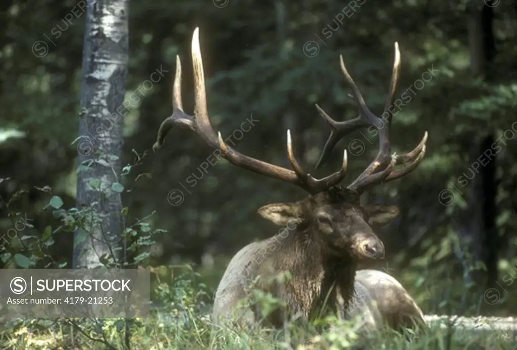 Elk (Cervus elaphus) Bull bedded down with swarming Insects, Alberta, Canada
