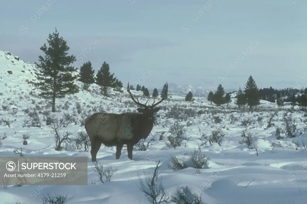 Bull Elk (Cervus elaphus) in Snow, Wyoming