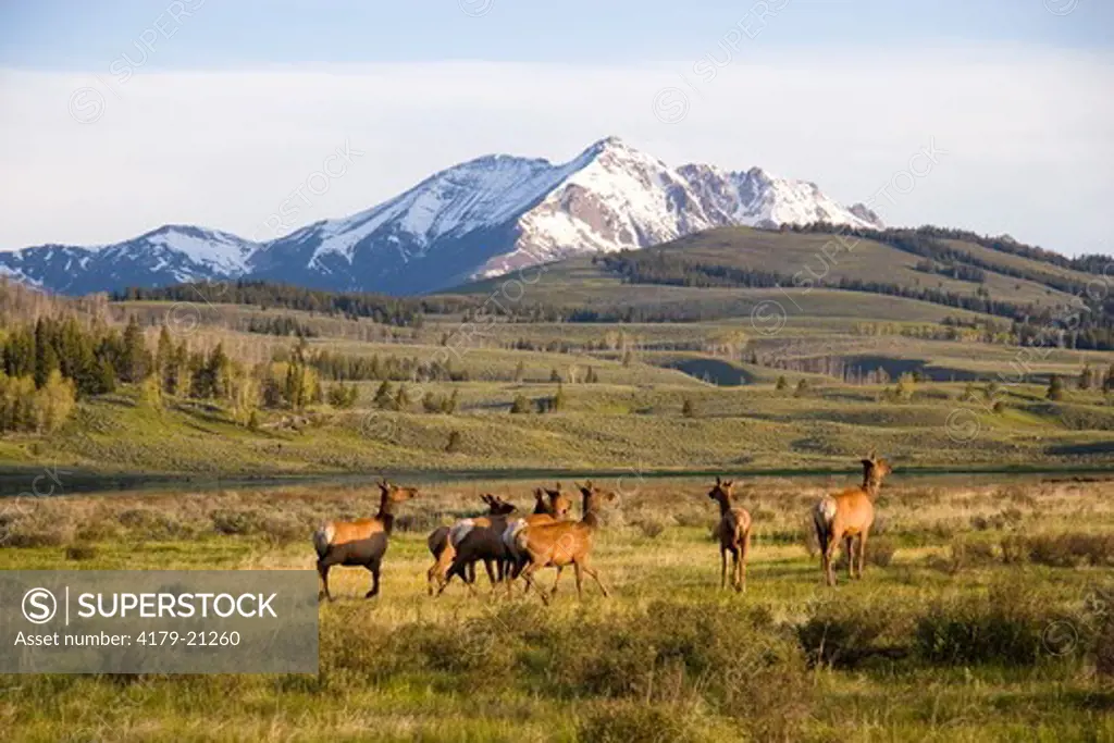 Elk (Cervus elaphus), cow group, Swan Lake Flat, Yellowstone National Park, Wyoming