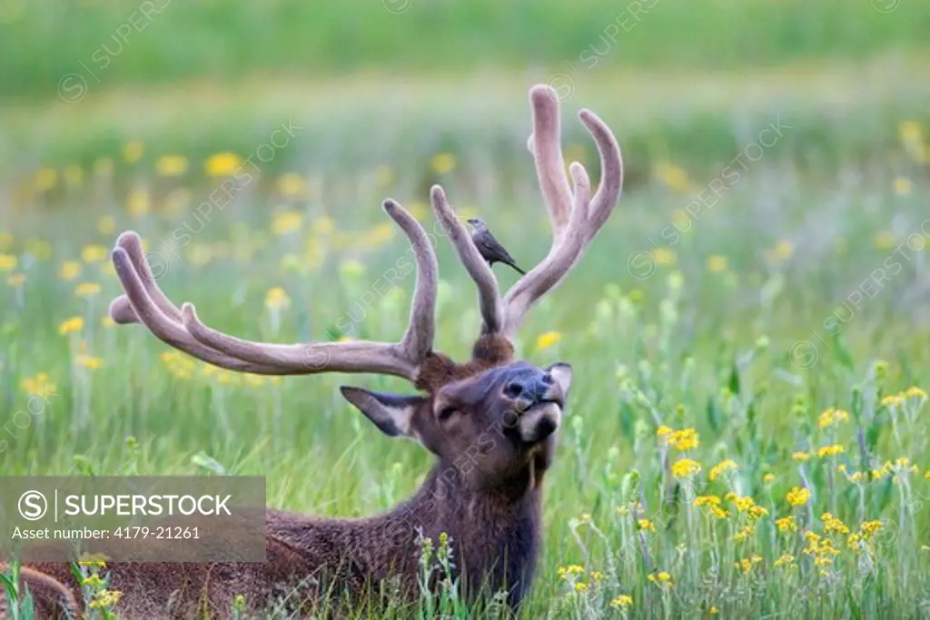 Elk (Cervus elaphus), bull in velvet antlers, Yellowstone National Park, Wyoming