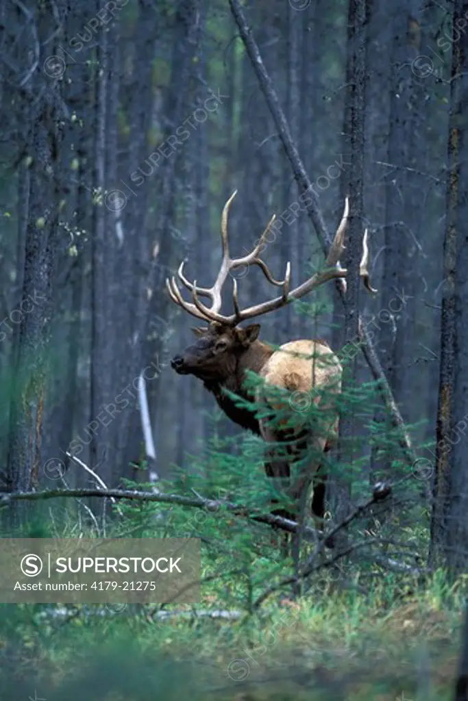 Elk (Cervus elaphus), bull in forest Jasper National Park, Alberta, Canada