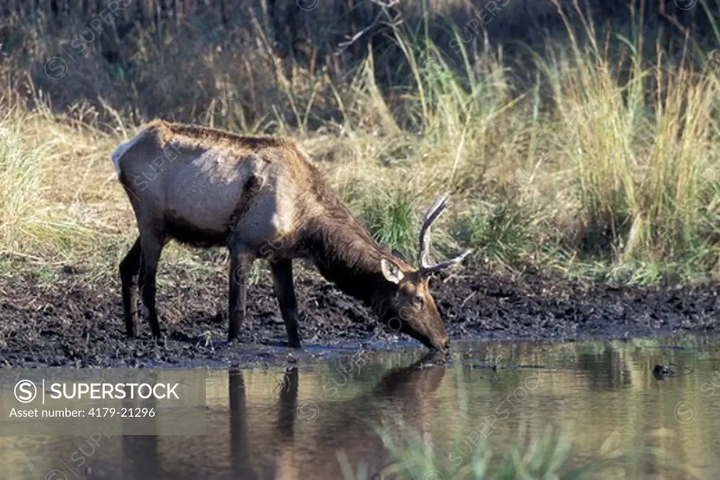 Elk (Cervus elaphus), wounded emaciated bull drinking at water hole during fall   Wisconsin