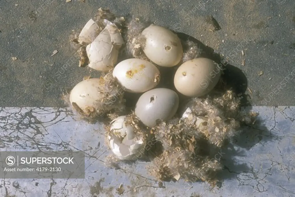 Wood Duck Eggs damaged by Predator (Grackle or Woodpecker), Louisiana, Atchafalaya Basin
