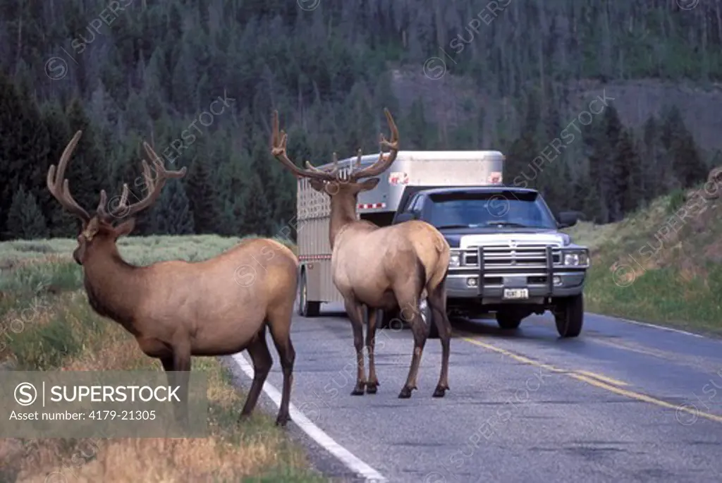 Elk (Cervus elaphus), two bulls in velvet on road with vehicle, Yellowstone National Park,  Wyoming