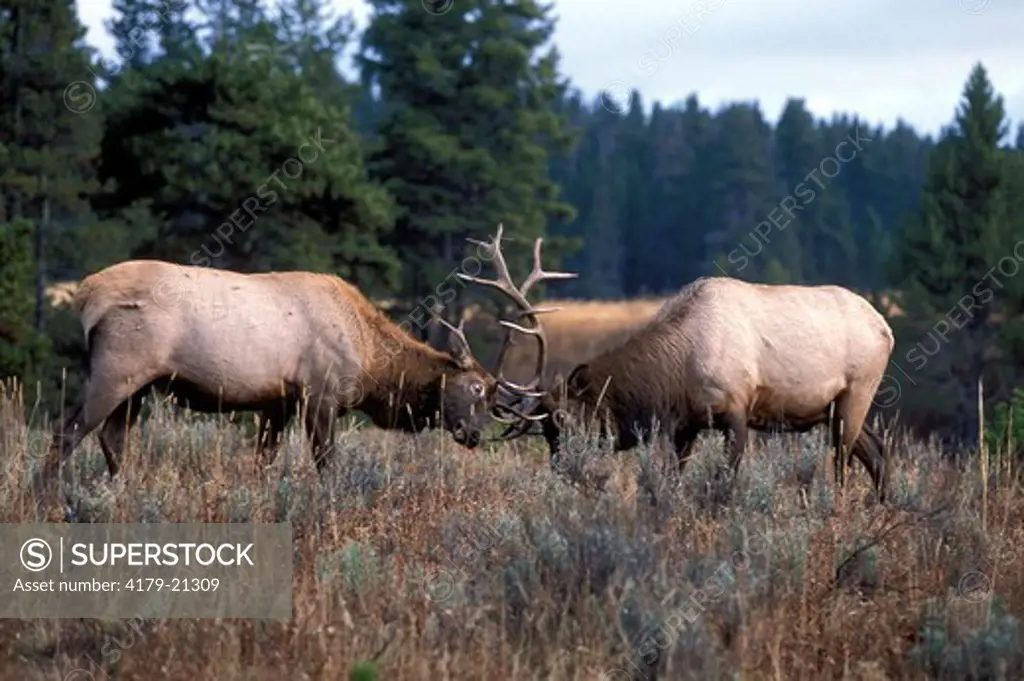 Elk (Cervus elaphus) two bulls post season sparring, Yellowstone National Park,  Wyoming