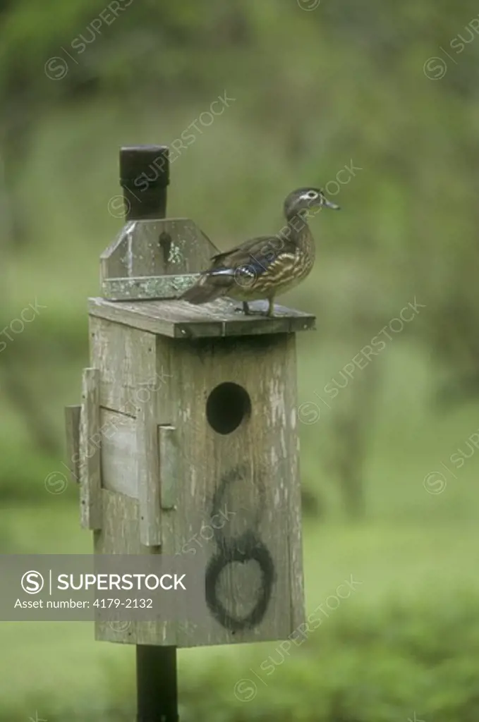 Wood Duck (Aix sponsa)  Female on Nesting Box, Atchafalaya Basin, Louisiana