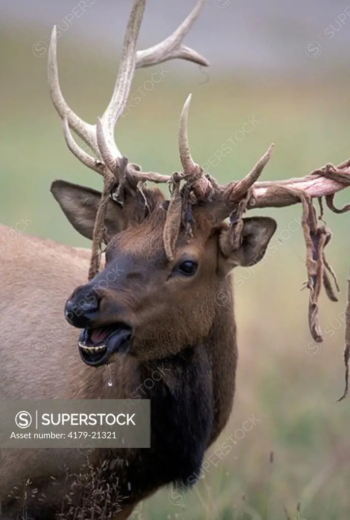 Elk (Cervus elaphus) bull in the process of cleaning velvet from antlers, Yellowstone National Park,  Wyoming