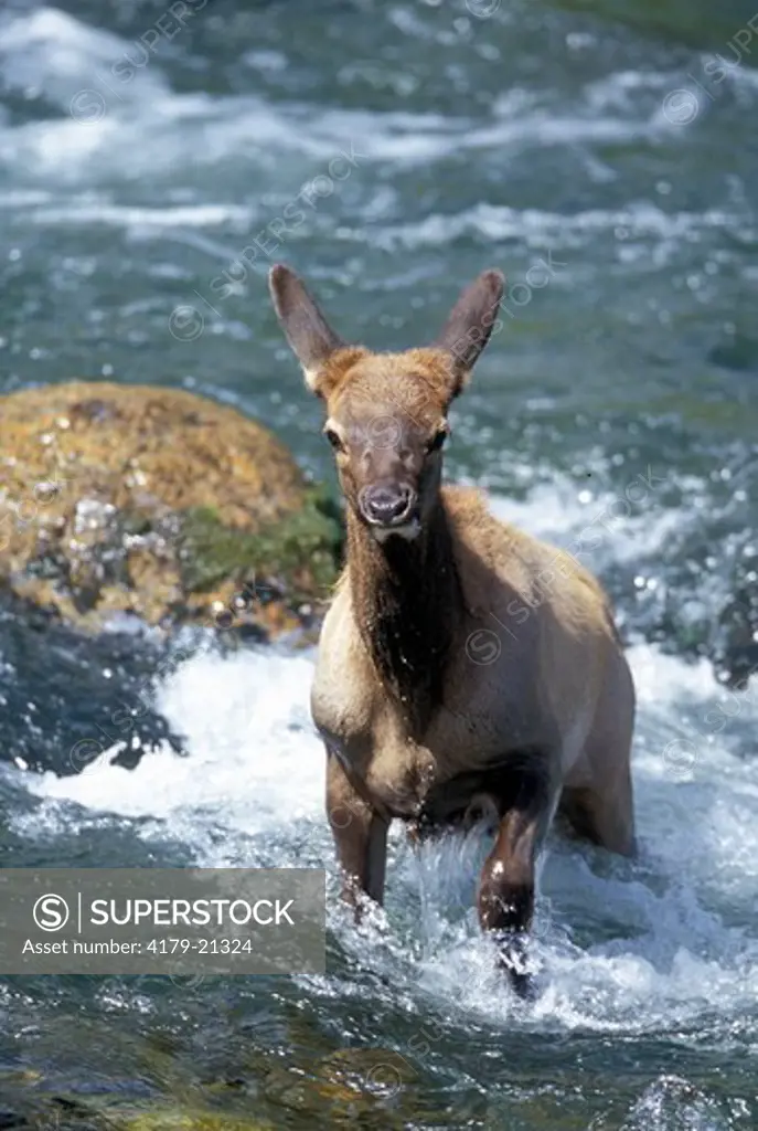 Elk (Cervus elaphus) calf in river during fall, Yellowstone National Park,  Wyoming