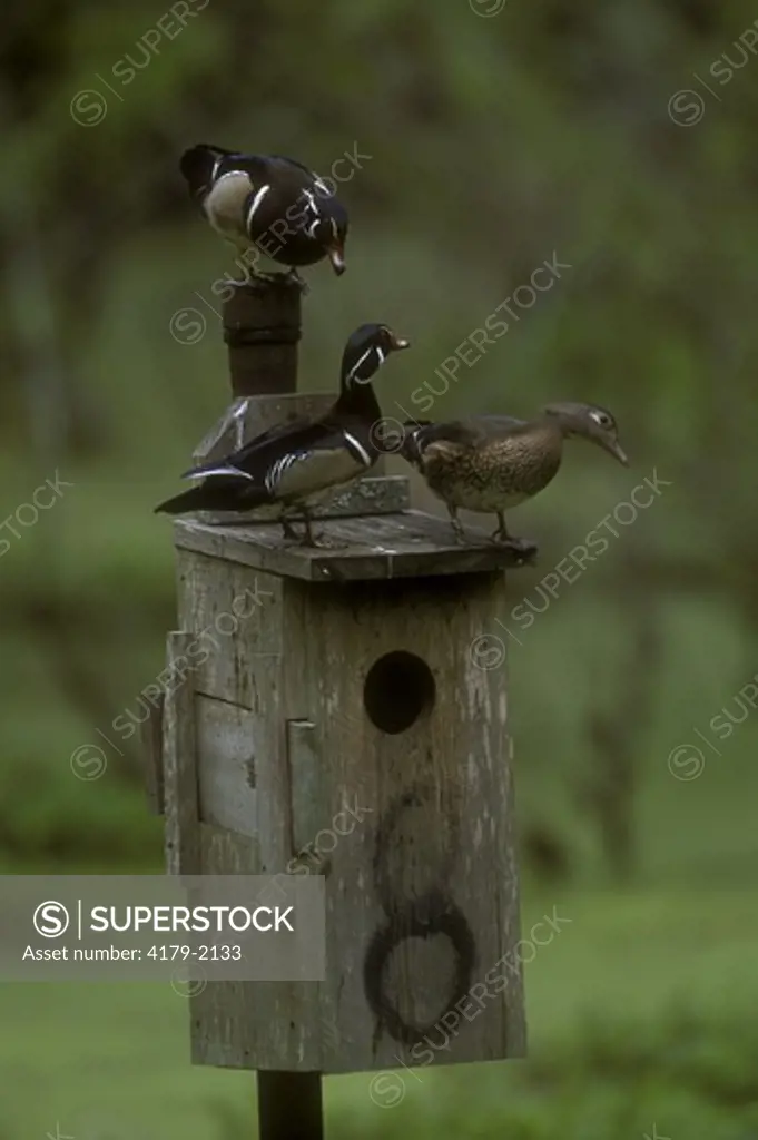 Wood Ducks (Aix sponsa) 2 Males vie for Female, Atchafalaya Basin, Louisiana