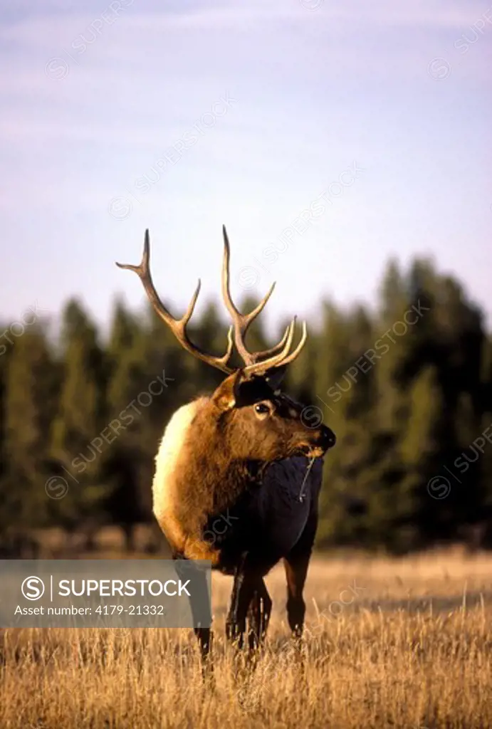 Elk (Cervus elaphus), alert bull during fall rut, Yellowstone National Park,  Wyoming