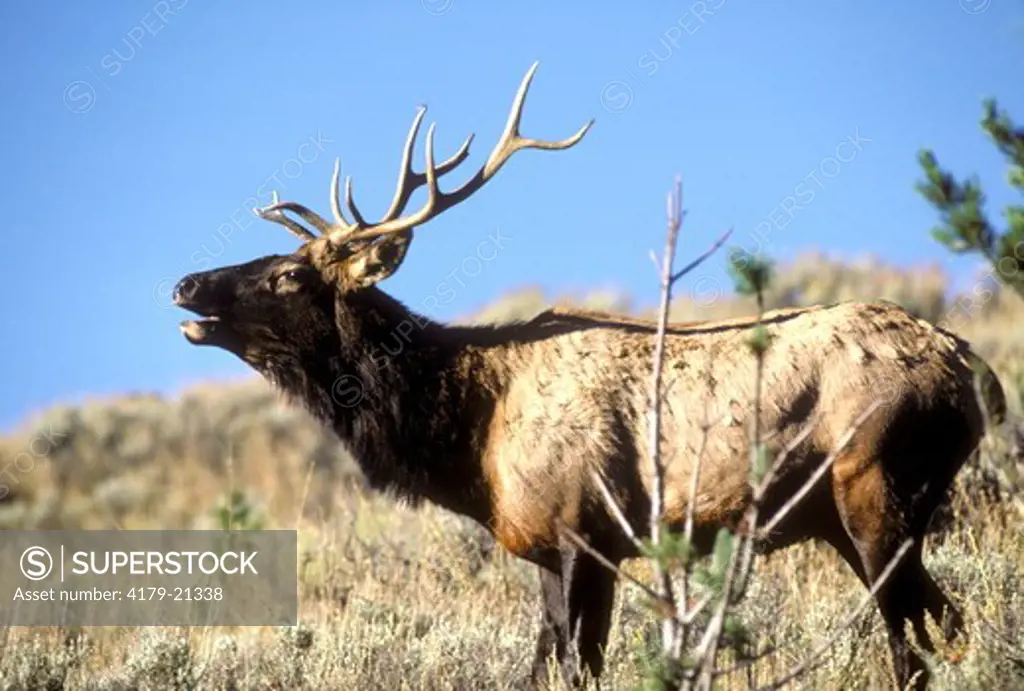 Elk (Cervus elaphus), bull during fall rut, Yellowstone National Park,  Wyoming