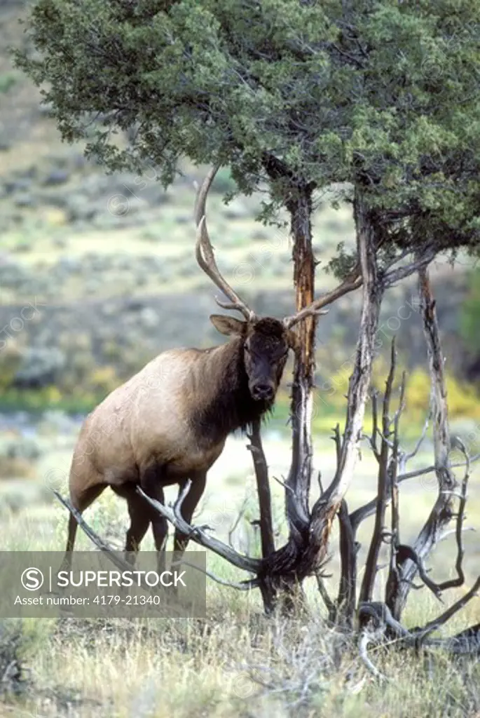 Elk (Cervus elaphus) bull rubbing antlers on juniper during rut, Yellowstone National Park, Wyoming