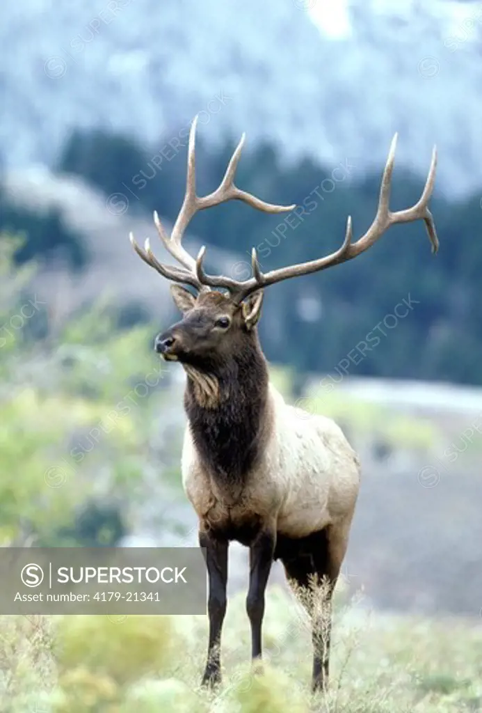 Elk (Cervus elaphus) alert bull during fall rut, Yellowstone National Park,  Wyoming