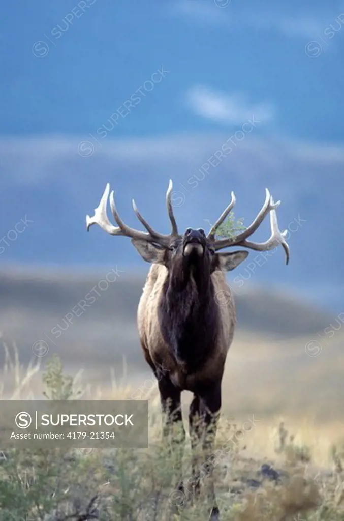 Elk (Cervus elaphus), bull with brush in antlers during fall rut, Yellowstone National Park,  Montana