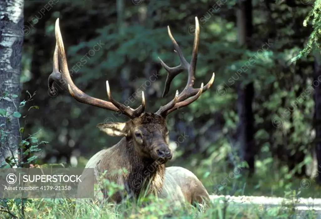 Elk (Cervus elaphus), bull lying down in forest during rut, Jasper National Park,  Alberta, Canada