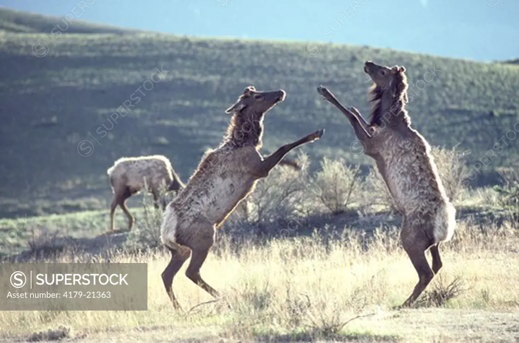 Elk (Cervus elaphus), two bulls in velvet antlers kick box fighting, Yellowstone National Park,  Montana