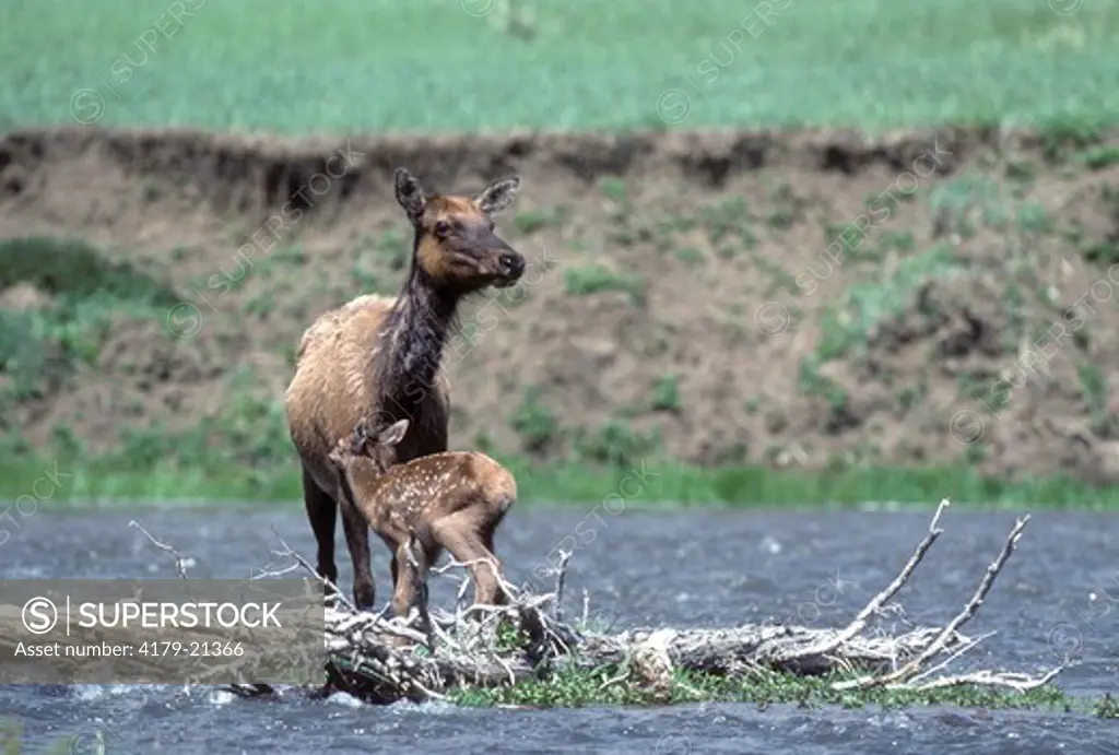 Elk (Cervus elaphus), cow with young spotted calf on island in river, Yellowstone National Park,  Wyoming