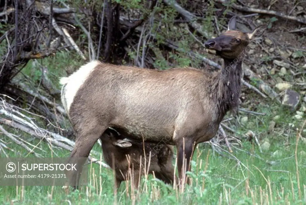 Elk (Cervus elaphus), cow nursing young spotted calf, Yellowstone National Park,  Wyoming