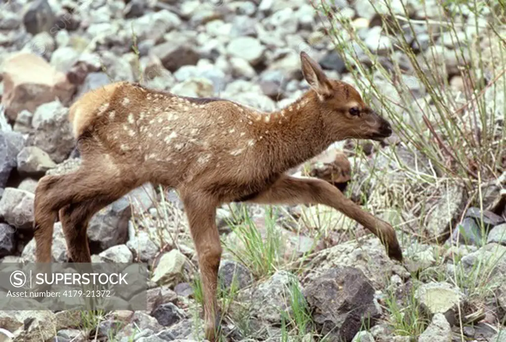 Elk (Cervus elaphus), young spotted calf portrait, Yellowstone National Park,  Wyoming