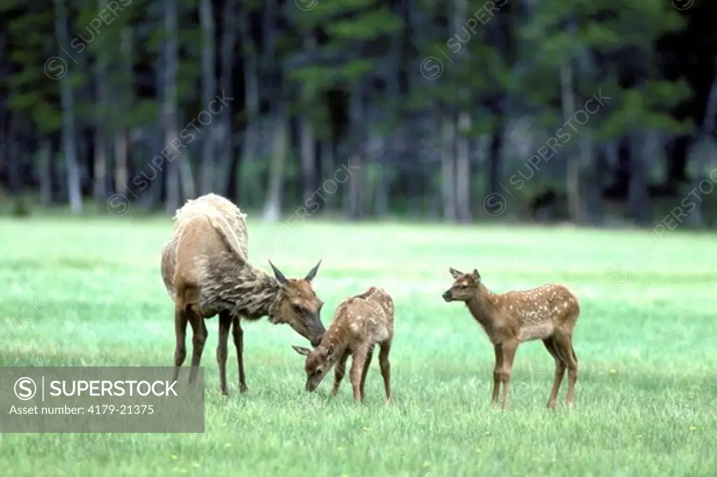 Elk (Cervus elaphus), cow with two young spotted calves in meadow Yellowstone National Park  Wyoming