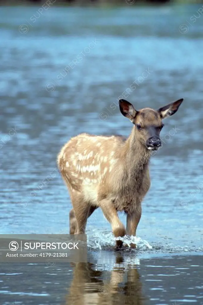 Elk (Cervus elaphus), young spotted calf in water, Yellowstone National Park,  Wyoming